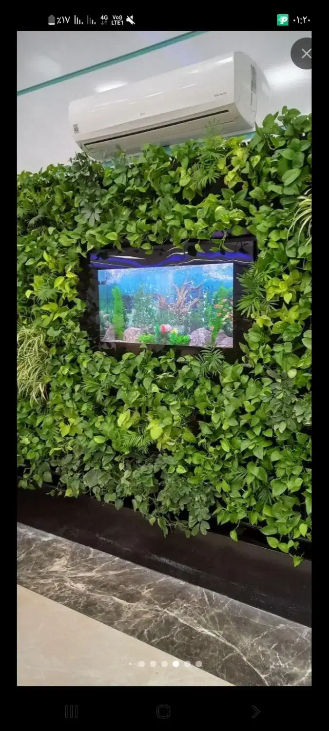 آکواریوم و ماهی و لوازم|ماهی|قروه, |دیوار
