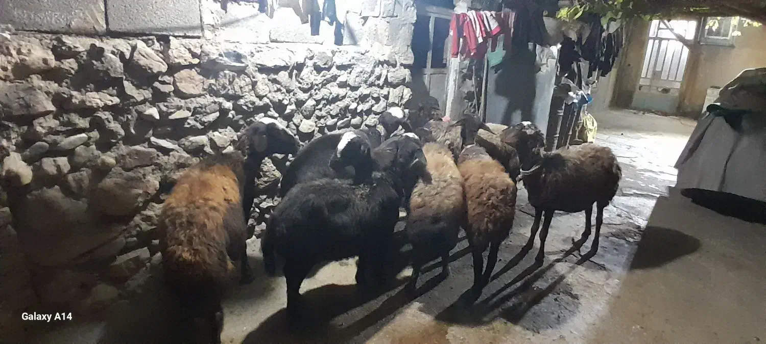 ۸ میش شیشک ابستن|حیوانات مزرعه|سیلاخور, |دیوار