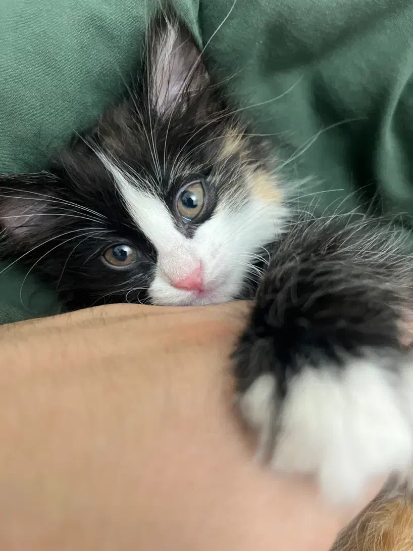 واگذاری گربه حدود ۳ ماه|گربه|قم, دورشهر|دیوار