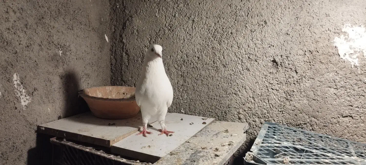 کبوتر فروشی|پرنده|شاهین دژ, |دیوار