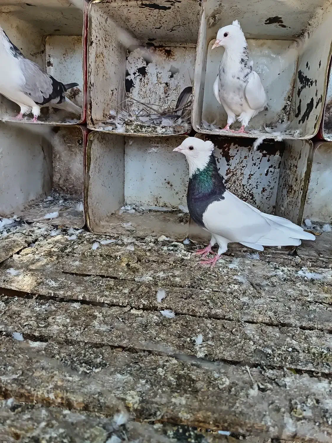 کبوتر طوقی|پرنده|گتوند, |دیوار