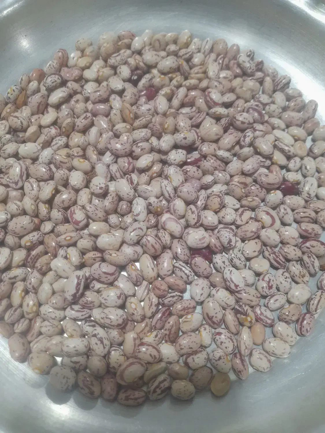 فروش لوبیا چیتی|خوردنی و آشامیدنی|فریدونشهر, |دیوار