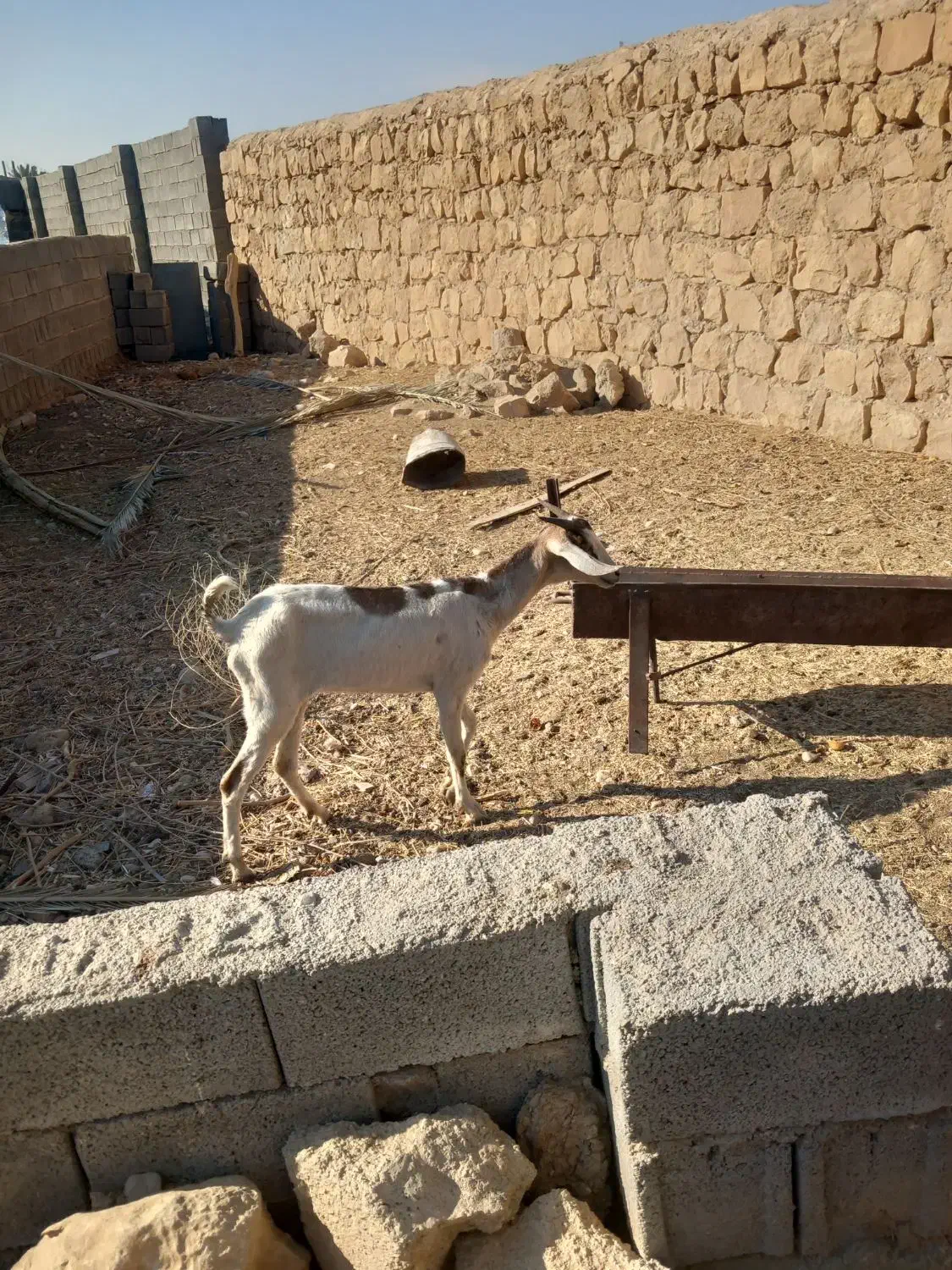 بز کولار گیسه صلاله|حیوانات مزرعه|جهرم, |دیوار