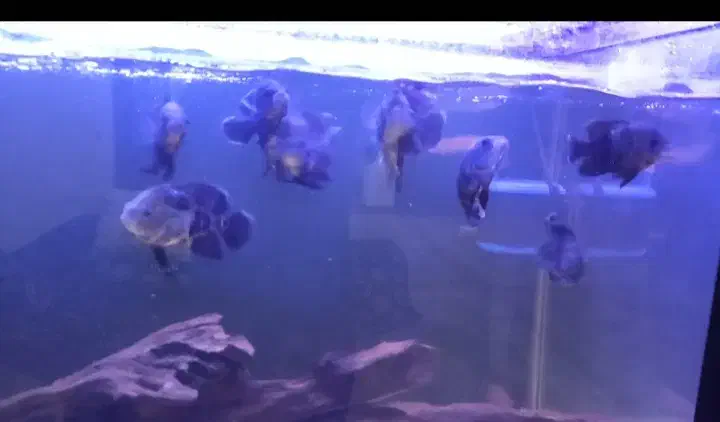 اسکار تایگر|ماهی|ارومیه, |دیوار