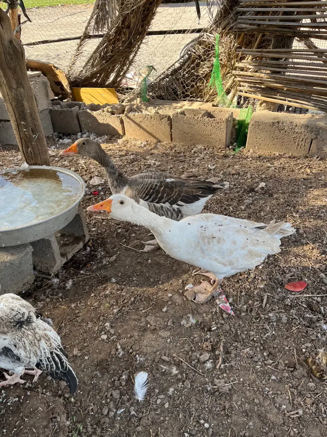 غاز|حیوانات مزرعه|بندرعباس, |دیوار