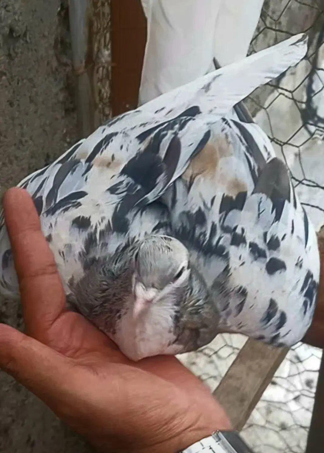 هفرنگ عتیقه|پرنده|نیشابور, ناسیونال|دیوار