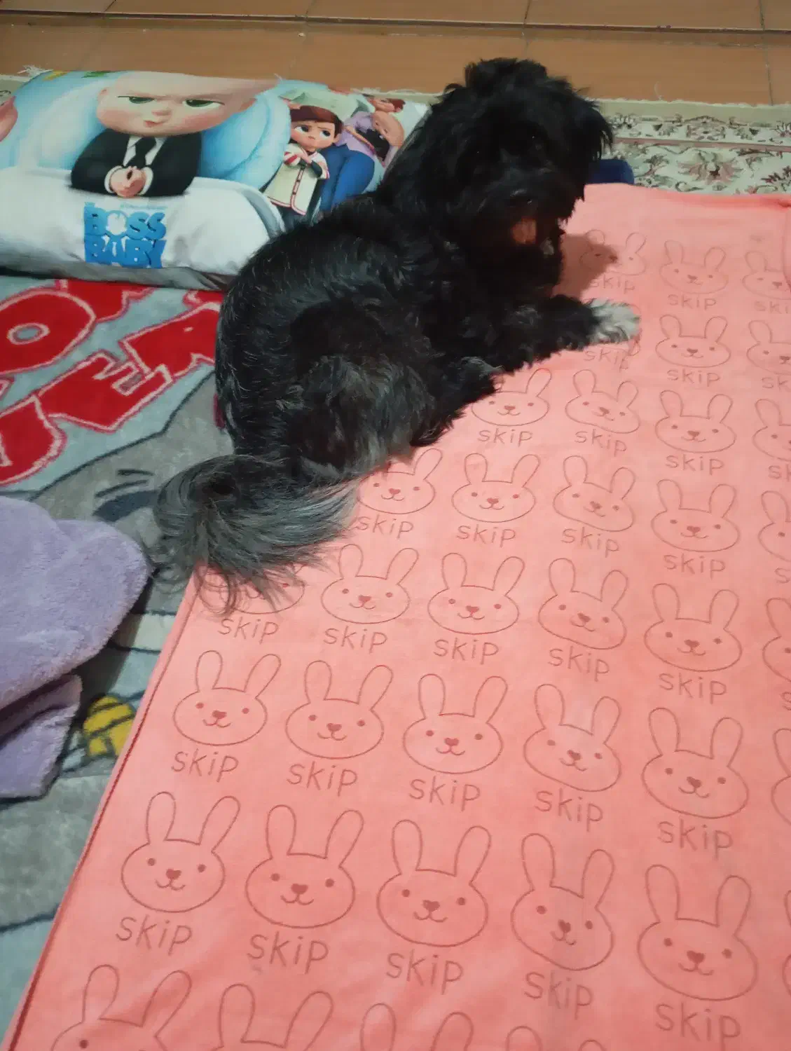 فروش|سگ|جاپلق, |دیوار