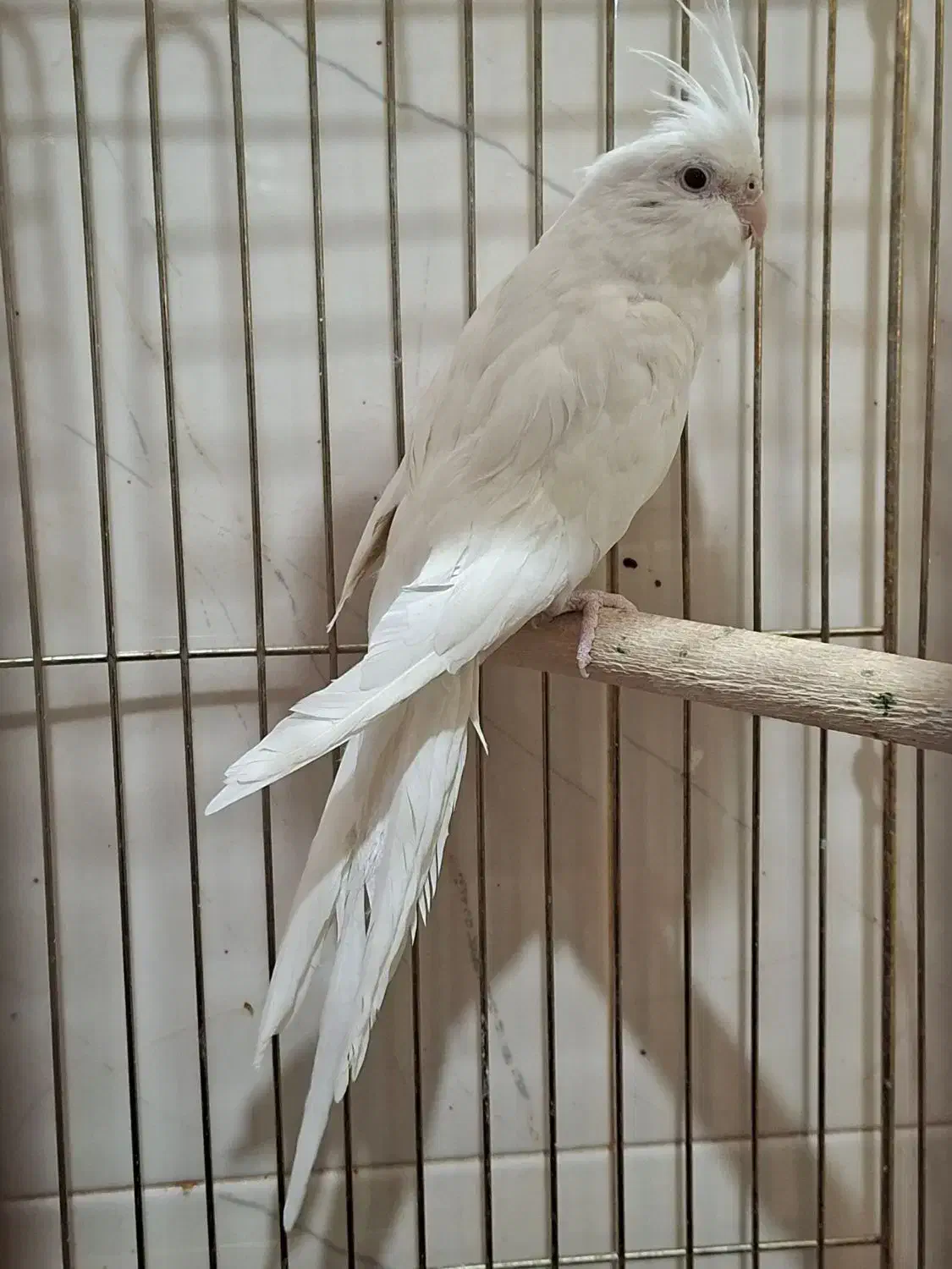 عروس هلندی|پرنده|شیراز, شهرک سراج|دیوار