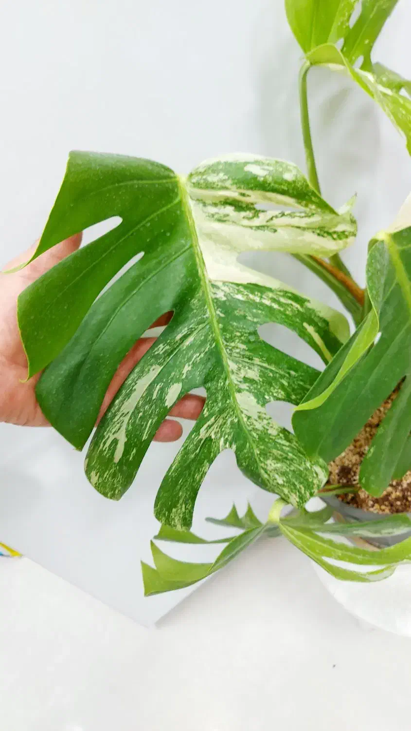 برگ انجیری ابلق|گل و گیاه طبیعی|تهران, تهرانسر شرقی|دیوار