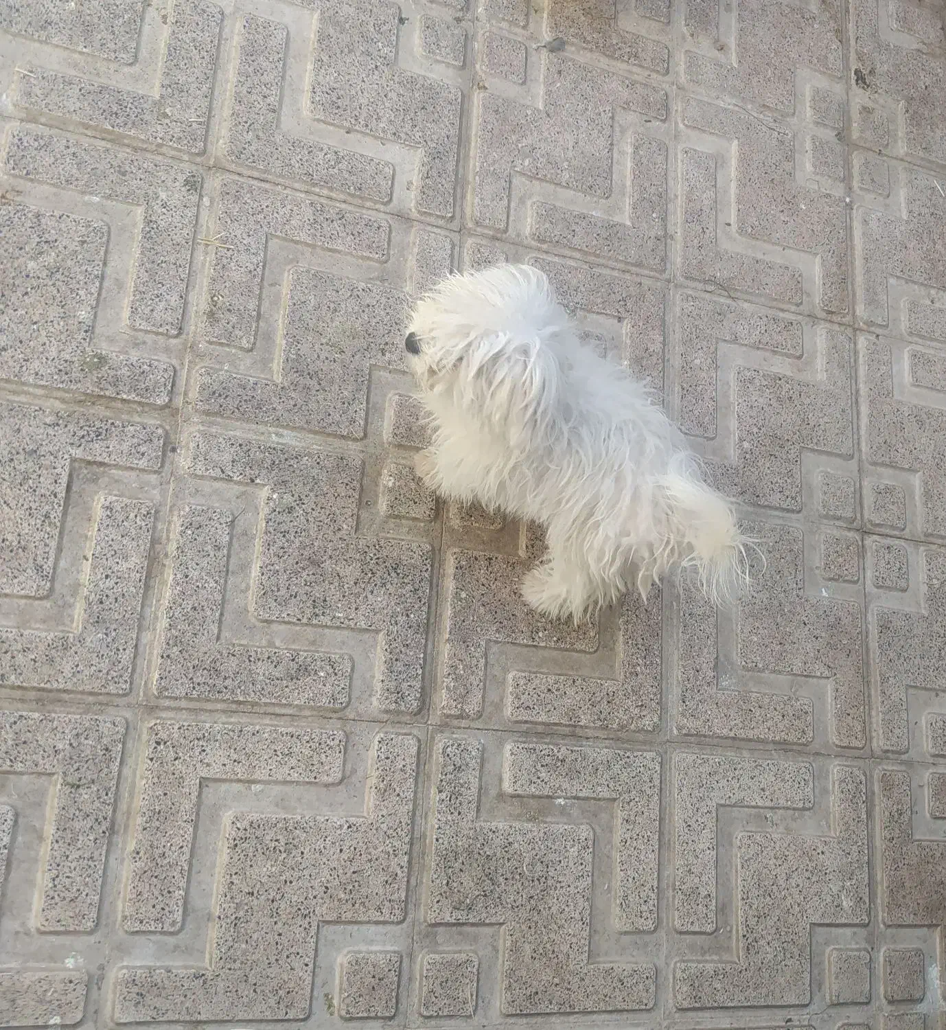 فروش دوعددپاکوتای شیتزو|سگ|مراغه, |دیوار