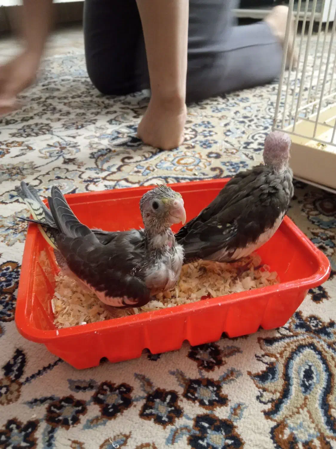 عروس هلندی با دوتا جوجه|پرنده|کرج, ساسانی (قلمستان)|دیوار