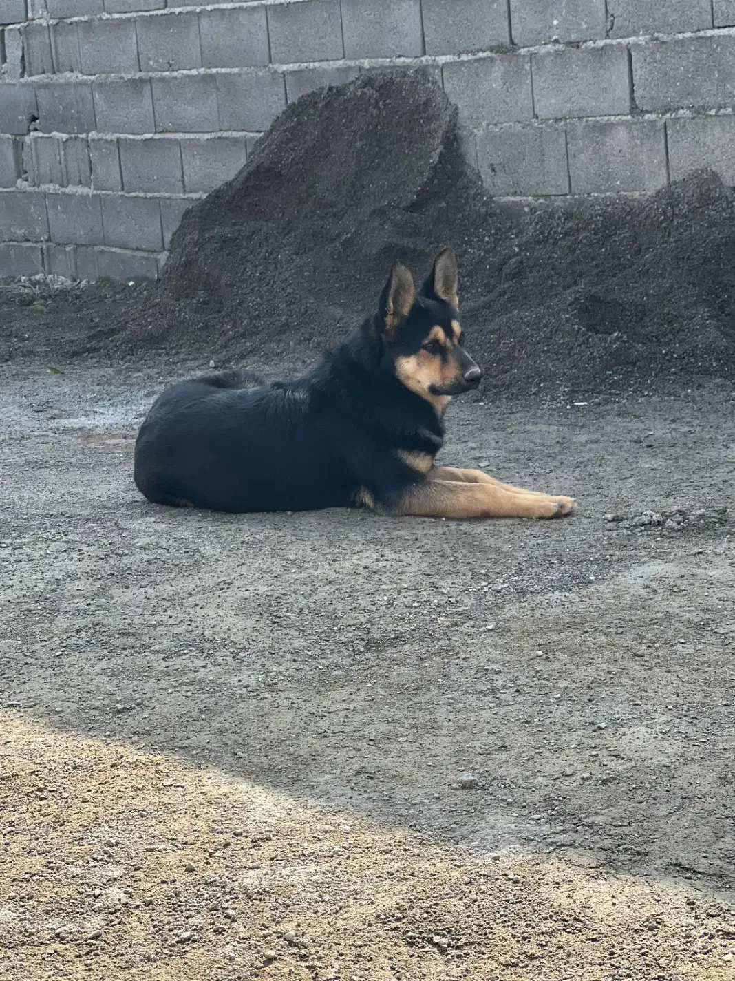 سگ ژرمن ماده|سگ|صوفیان, |دیوار