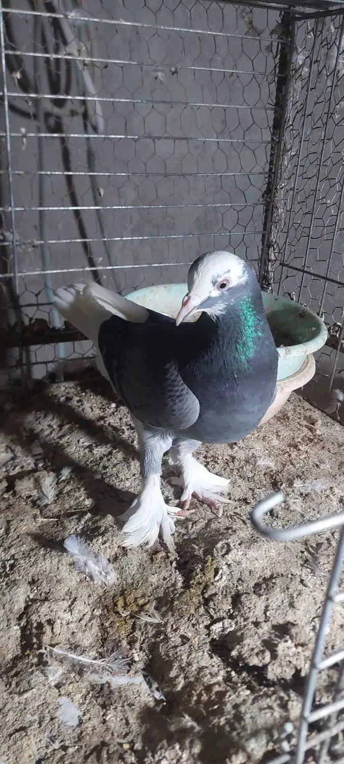 زاجر|پرنده|میبد, |دیوار