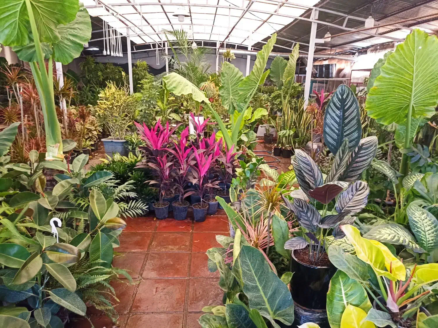 گل کاج|گل و گیاه طبیعی|قم, مهدیه|دیوار