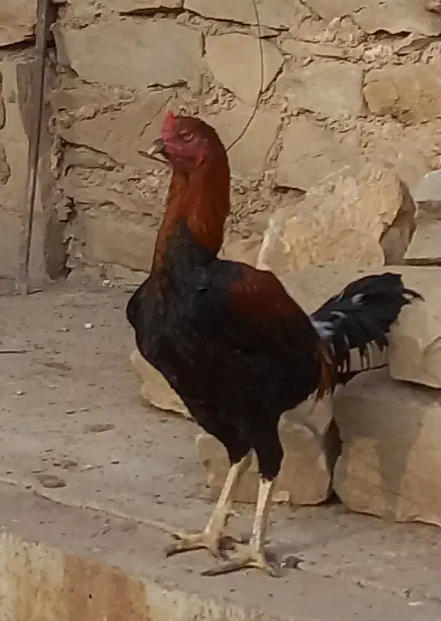 لاری|حیوانات مزرعه|بهارستان, |دیوار