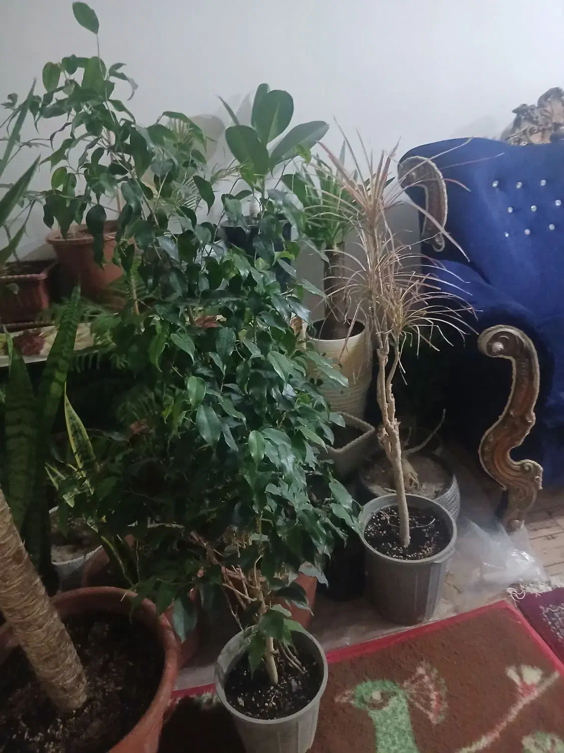 تعدادی گل زینتی|گل و گیاه طبیعی|باسمنج, |دیوار