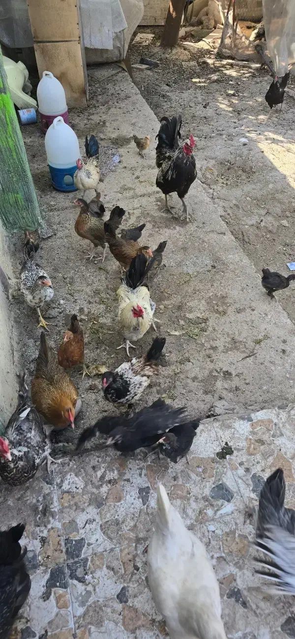 تخم مرغ نظفه دار گلین و محلی|حیوانات مزرعه|دزفول, |دیوار