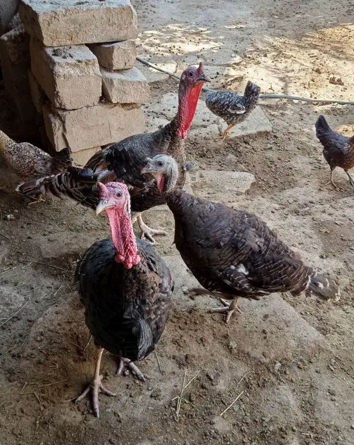 جوجه و بوقلمون|حیوانات مزرعه|گتوند, |دیوار