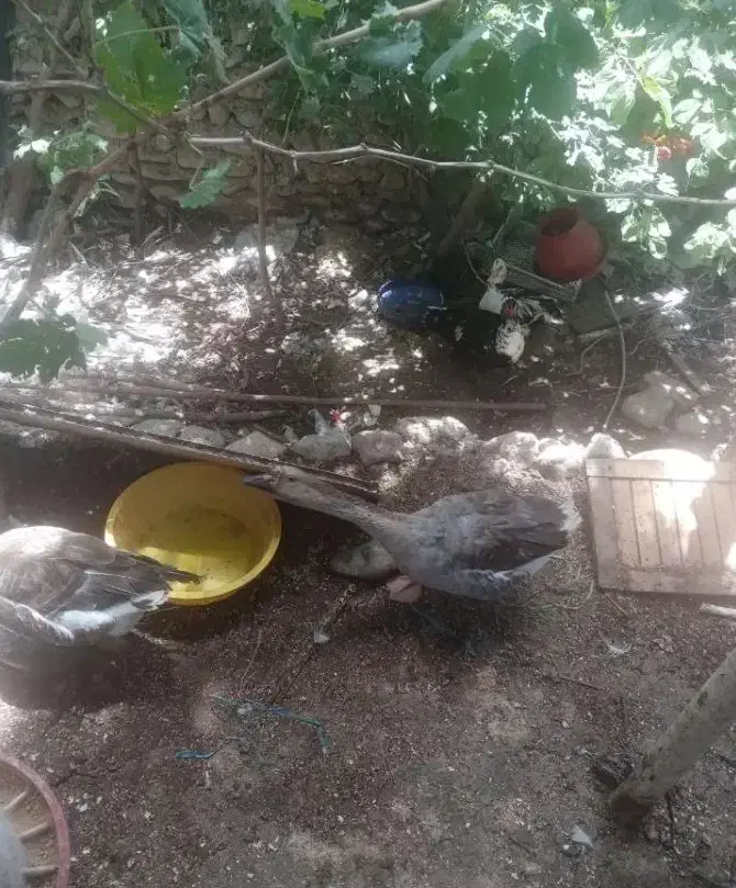 غاز|حیوانات مزرعه|کوهسار (البرز), |دیوار