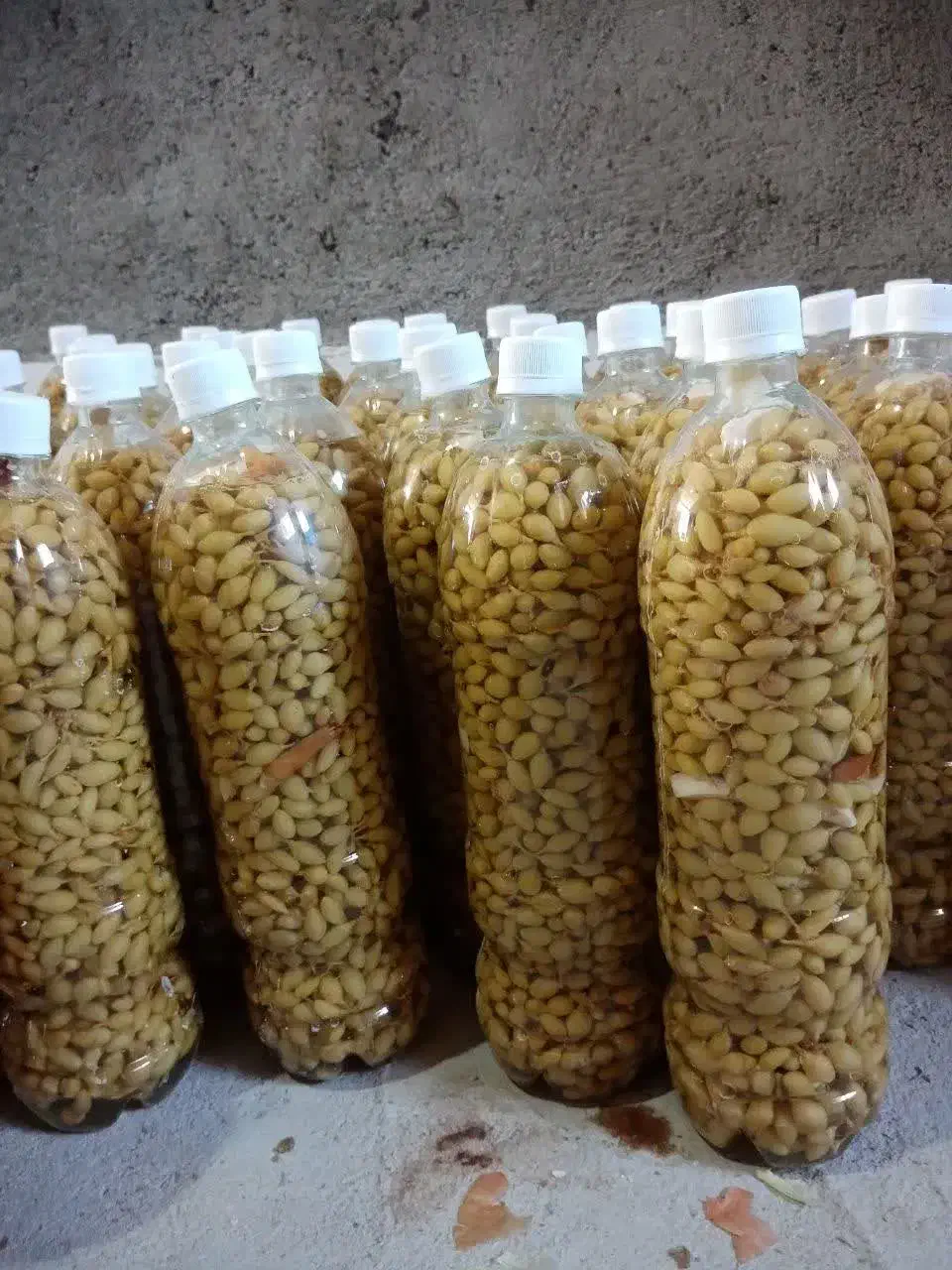 شیره انگور، آبغوره و غوره شور فروشی|خوردنی و آشامیدنی|کاشمر, |دیوار