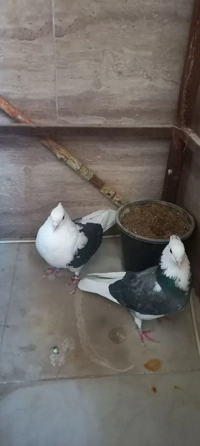 کفتر  پشتدار غریب برج|پرنده|کرج, شهرک اوج|دیوار