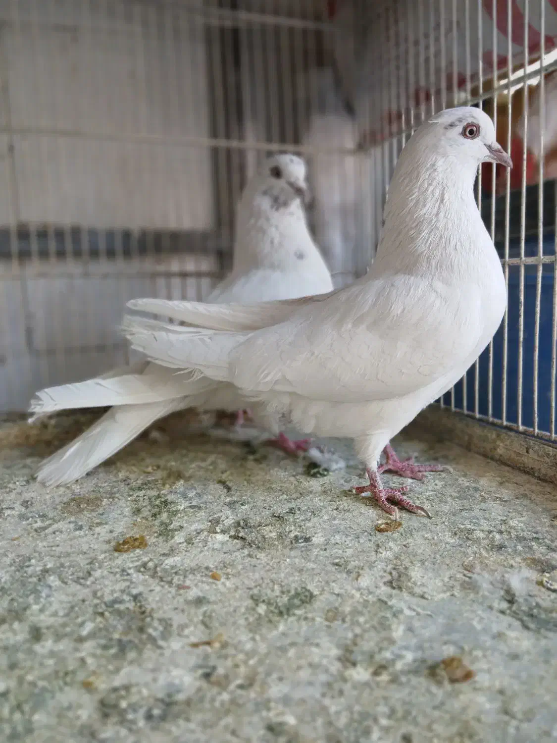 کفتر پرشی|پرنده|اصفهان, شاهد|دیوار