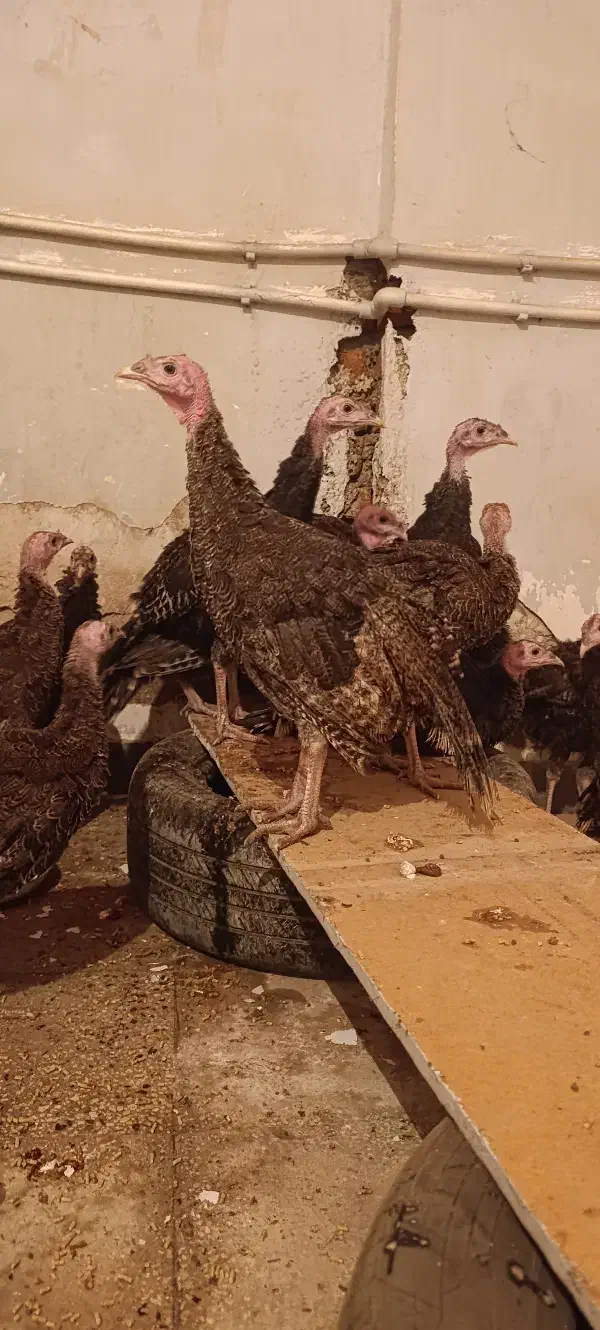 بوقلمون|حیوانات مزرعه|گرمی, |دیوار