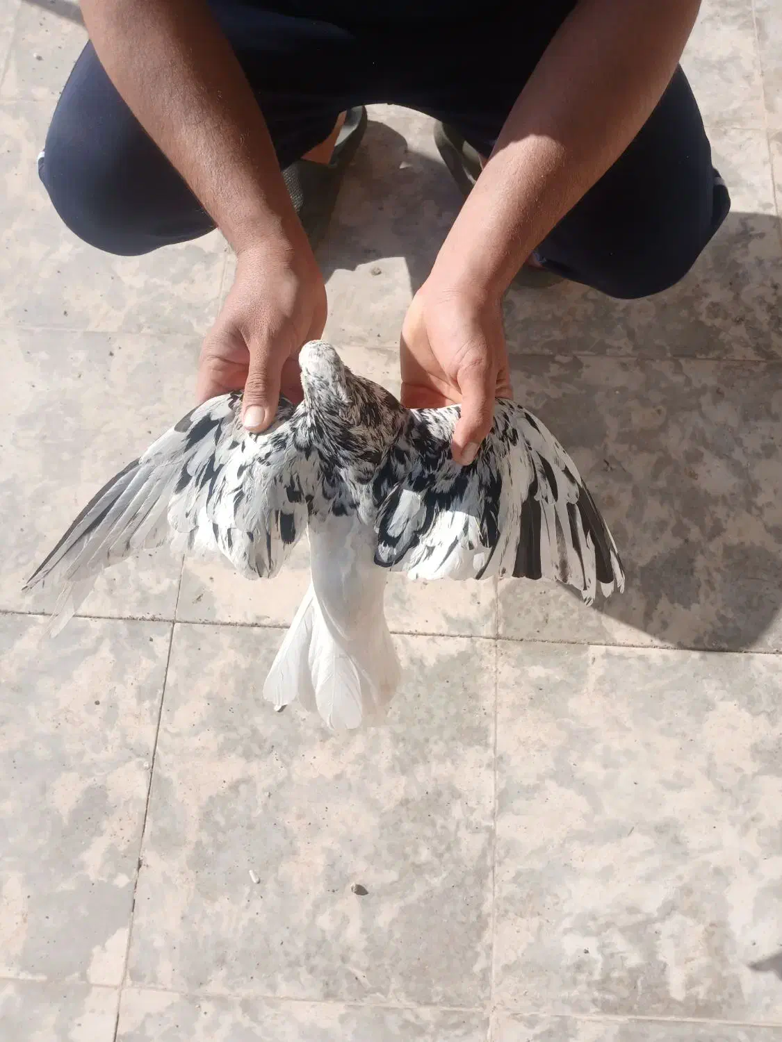 کفتر رنگی|حیوانات مزرعه|مشهد, کوشش|دیوار