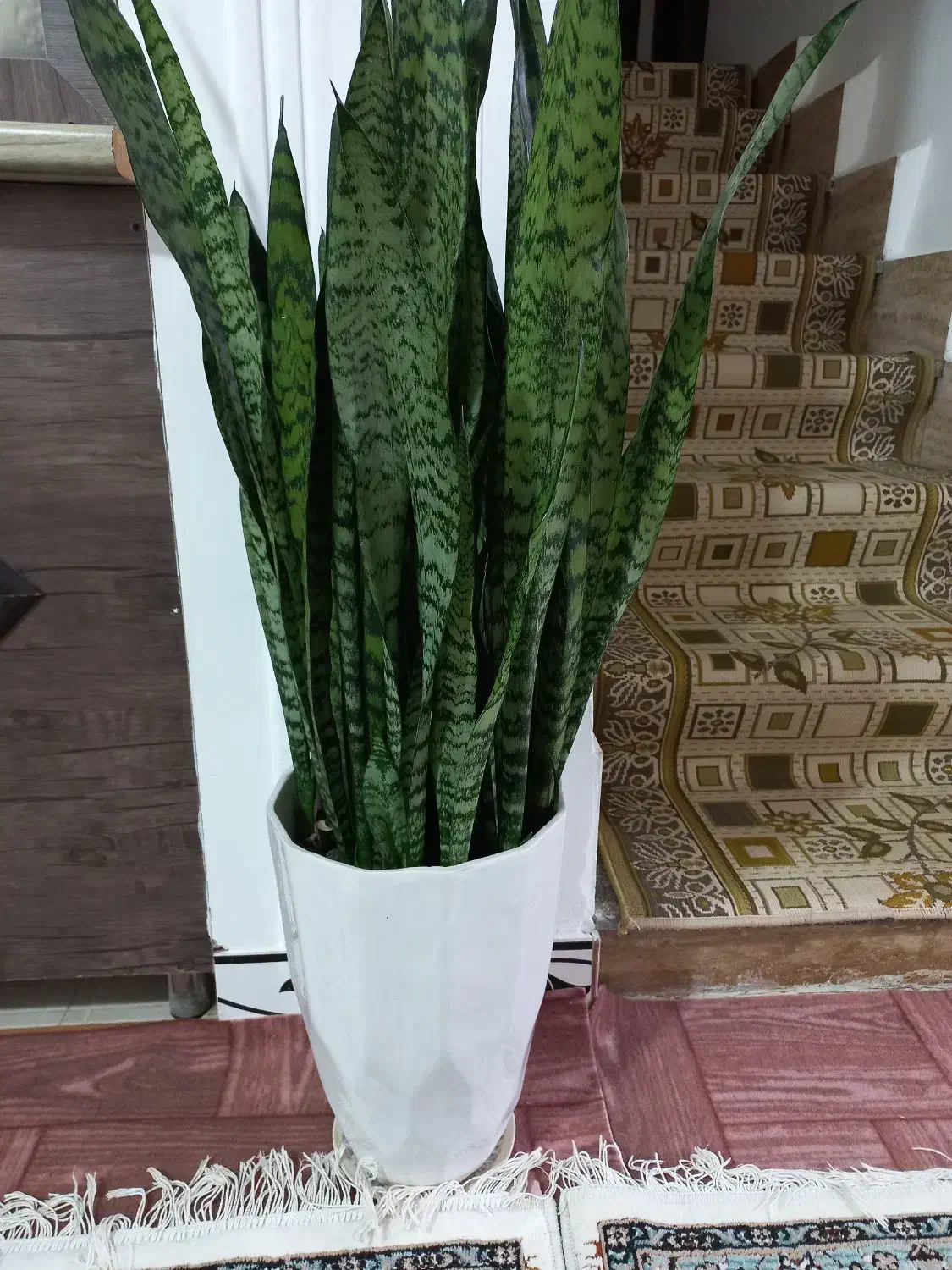 گل.|گل و گیاه طبیعی|ماسال, |دیوار