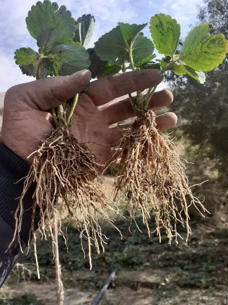 نشاء توت فرنگی|گل و گیاه طبیعی|شوش, |دیوار