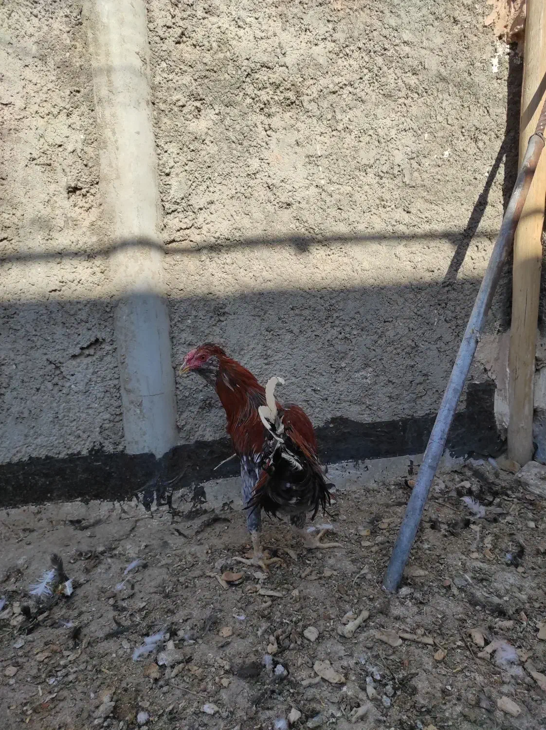 خروس|حیوانات مزرعه|حبیب آباد, |دیوار