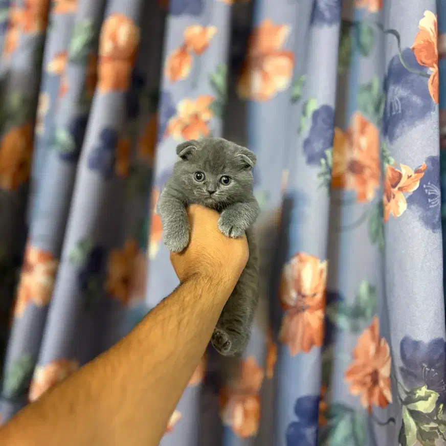 اسکاتیش بولو فوولد خالص|گربه|مشهد, کوثر|دیوار