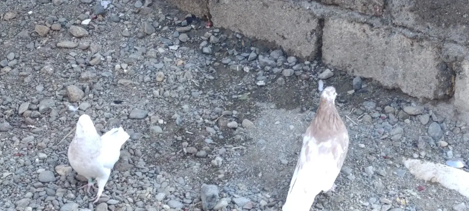 فروش یک جفت ماده زرد|پرنده|اشنویه, |دیوار