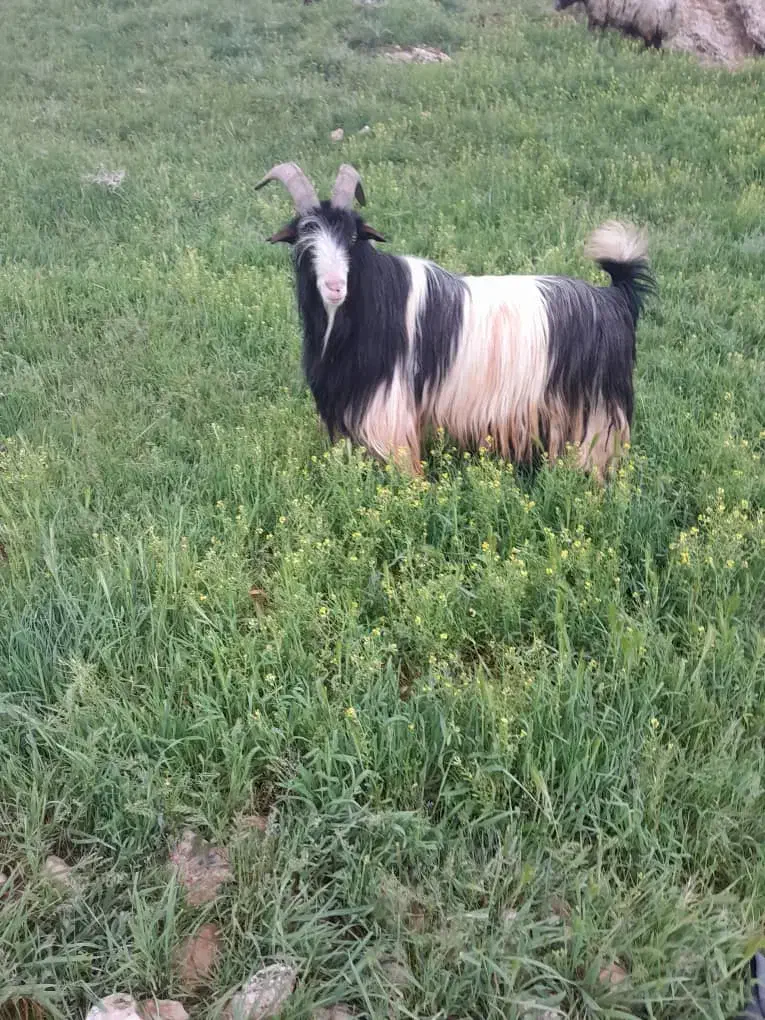 مال درجه یک قیمت تماس بیگرد|حیوانات مزرعه|شهرکرد, |دیوار