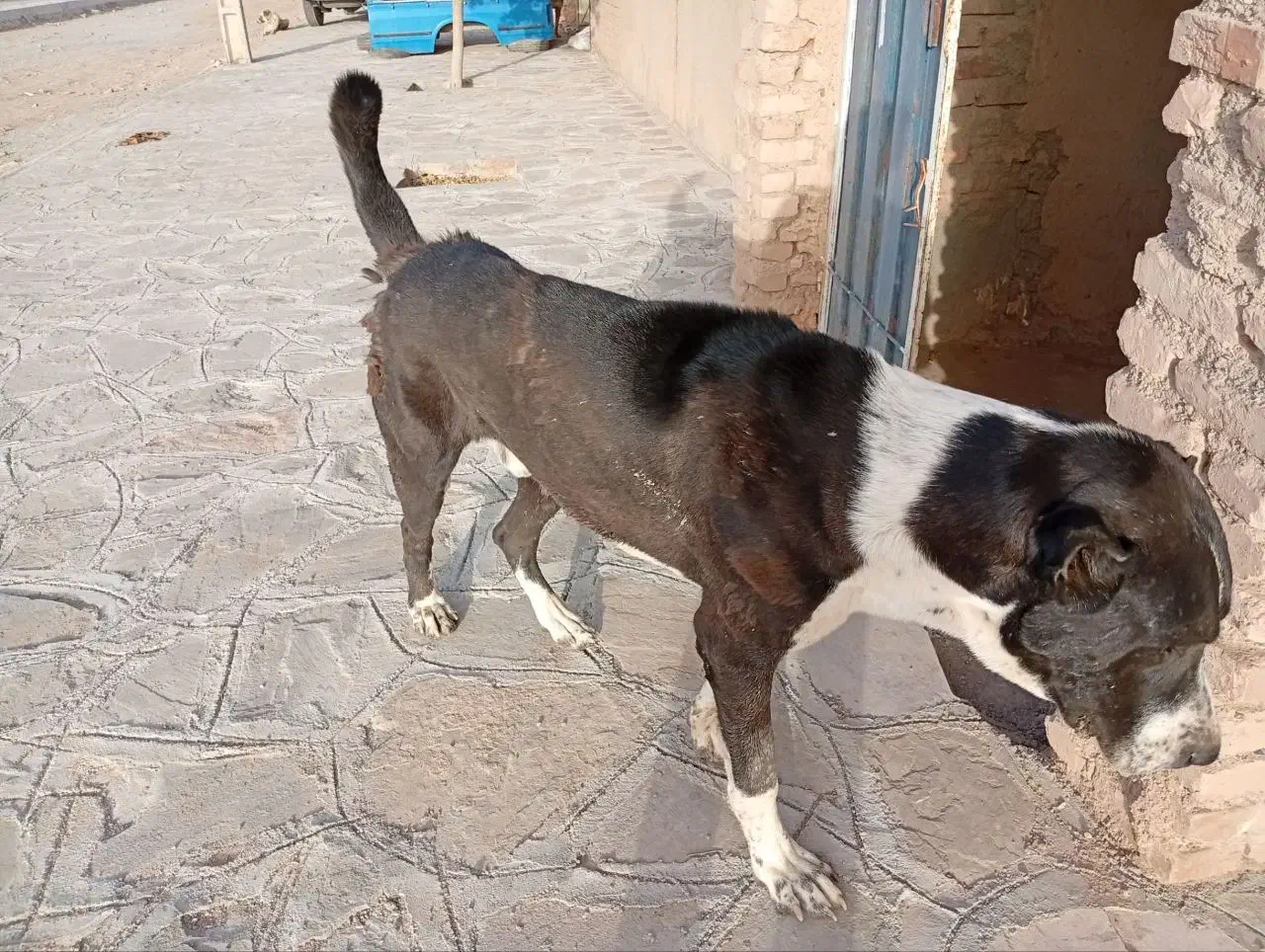 سگ فروشی. سن یکسال نیم هست|سگ|زیرکوه, |دیوار