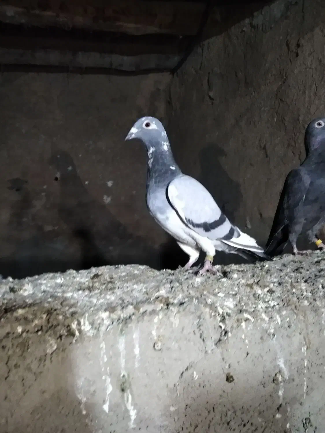 کبوتر مسافتی|پرنده|موچش, |دیوار