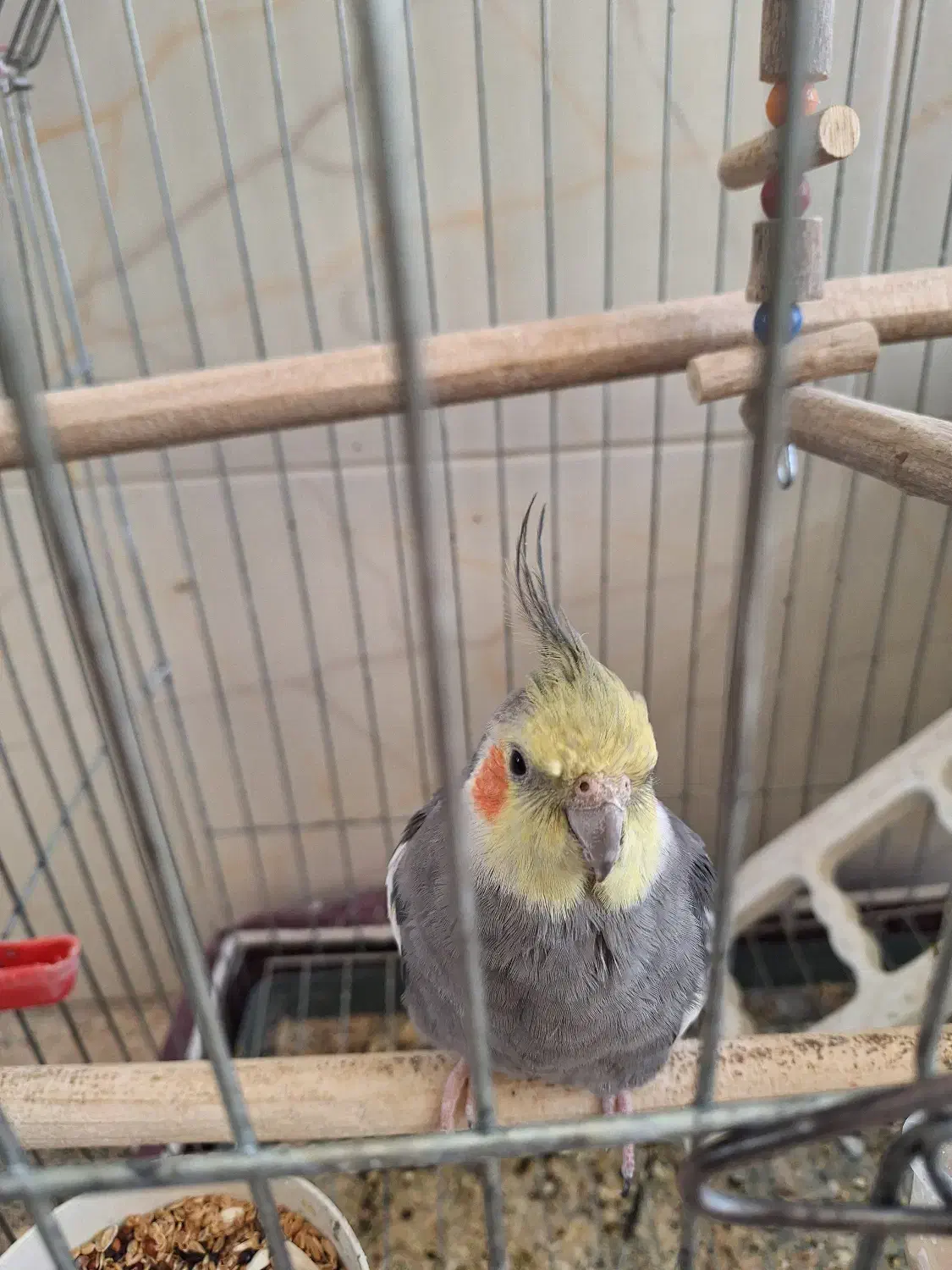 عروس هلندی|پرنده|مهریز, |دیوار