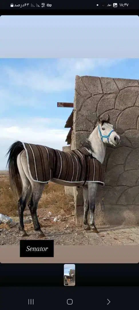 اسب|اسب و تجهیزات اسبسواری|سیرجان, |دیوار