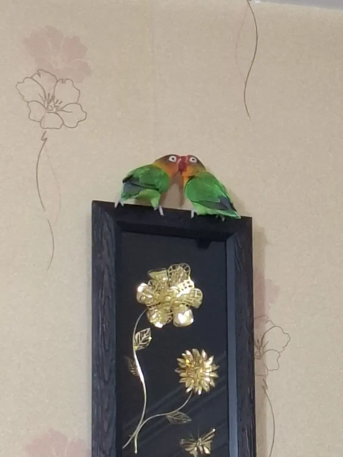 طوطی برزیلی|پرنده|ری, دیلمان|دیوار