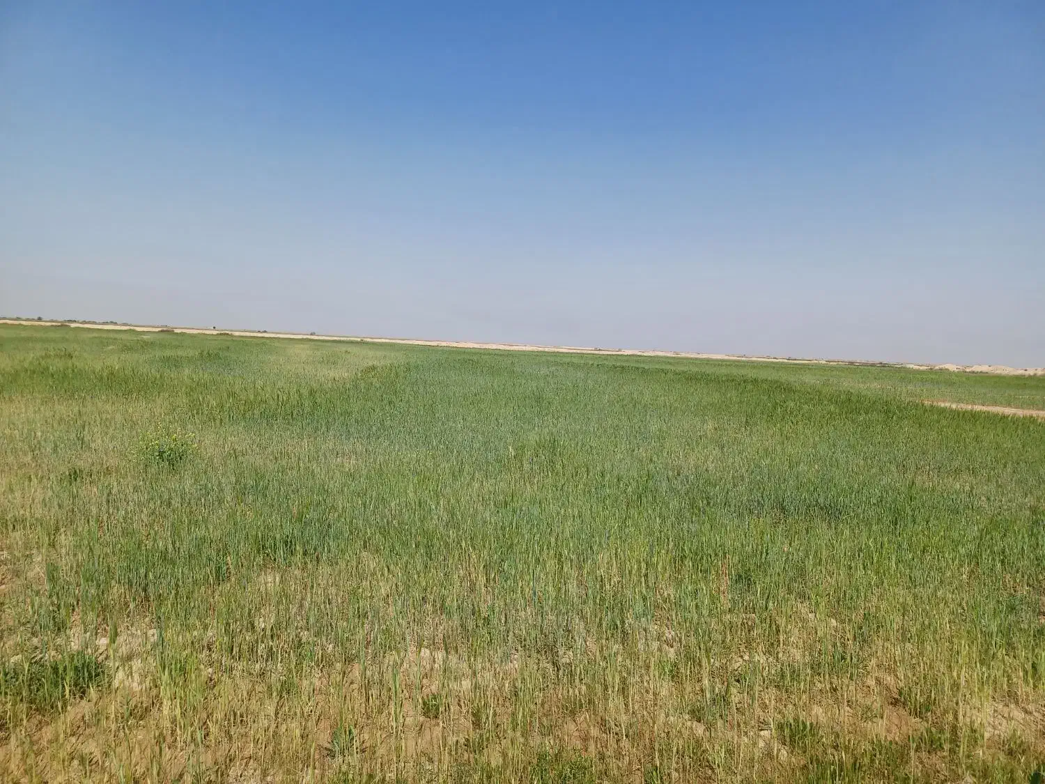 فروش زمین کشاورزی ۱۰ هکتاری آبی چهار فصل|فروش دفتر صنعتی، کشاورزی، تجاری|هندیجان, |دیوار