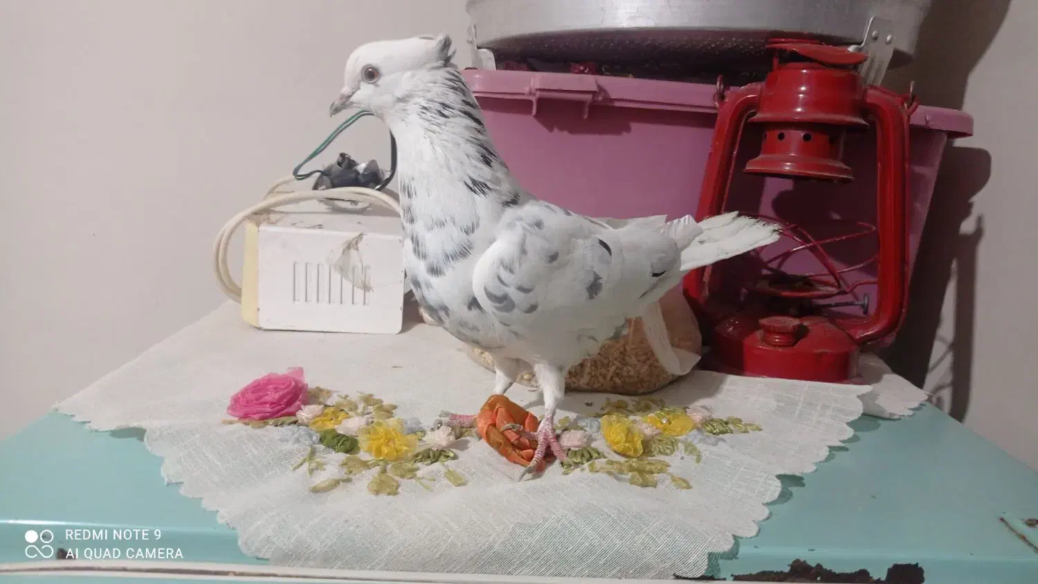 فروشی|پرنده|دلیجان, |دیوار