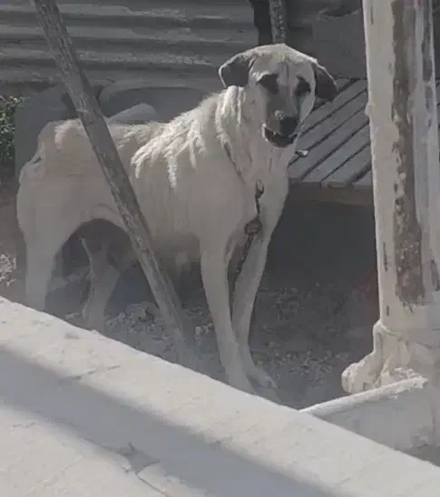 سگ عراقی ماده|سگ|سلطانیه, |دیوار