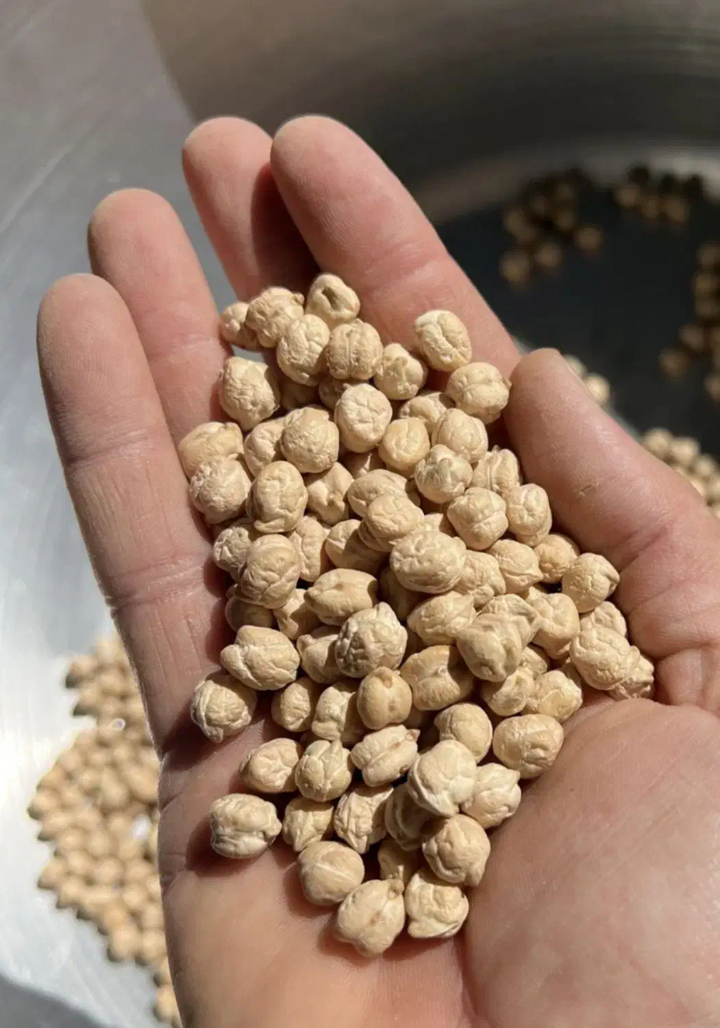 بذر نخود پاییزه رقم گوکسو|حراج|ایوان, |دیوار