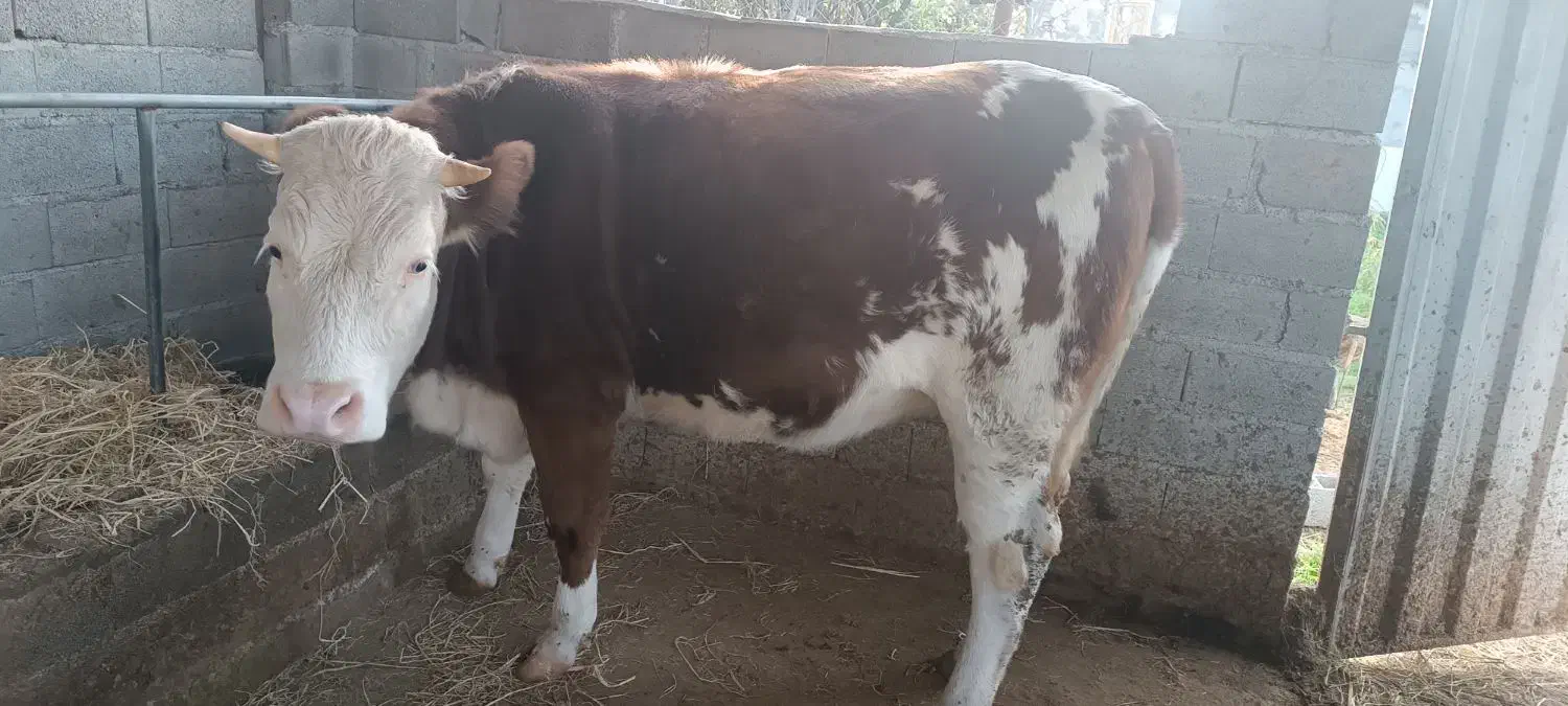 گاو با گوساله سمینتال نر و تلیسه 4ماه ابستن|حیوانات مزرعه|قائم‌شهر, |دیوار