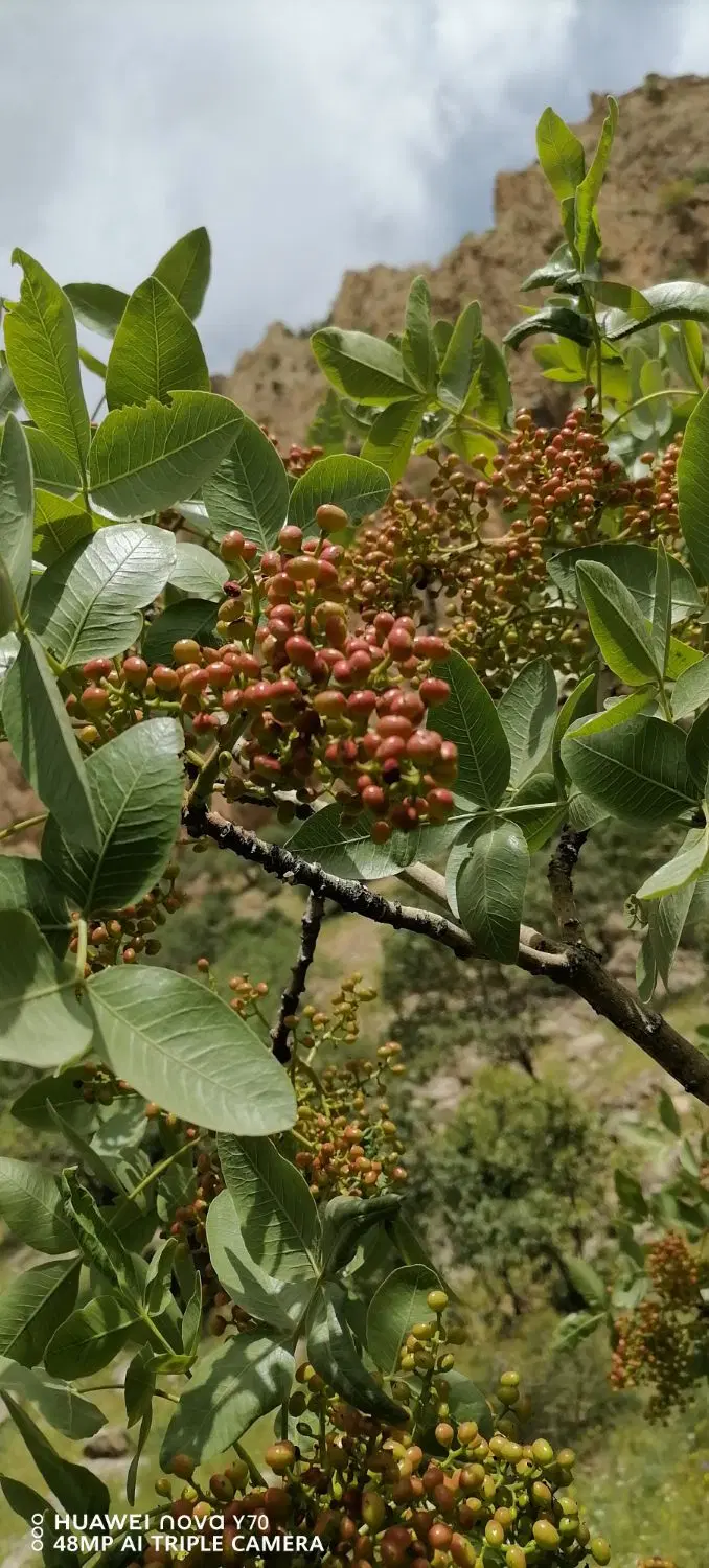 قسقەوان|خوردنی و آشامیدنی|مریوان, |دیوار