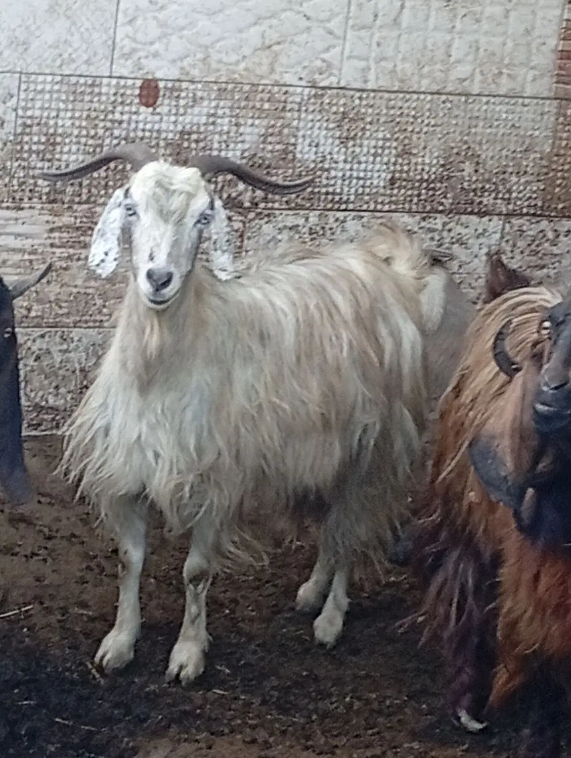 بز نر و ماده پاکستانی|حیوانات مزرعه|مزرعه کتول, |دیوار