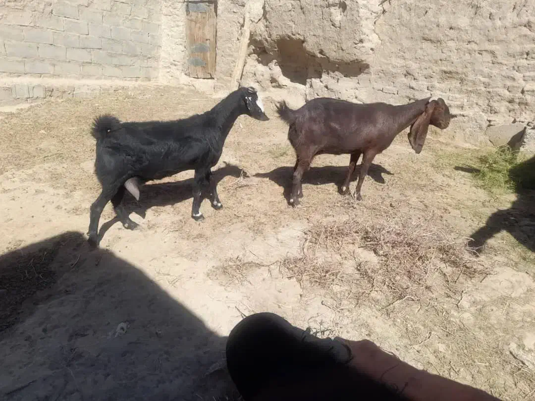 فروشی|حیوانات مزرعه|زاهدان, |دیوار