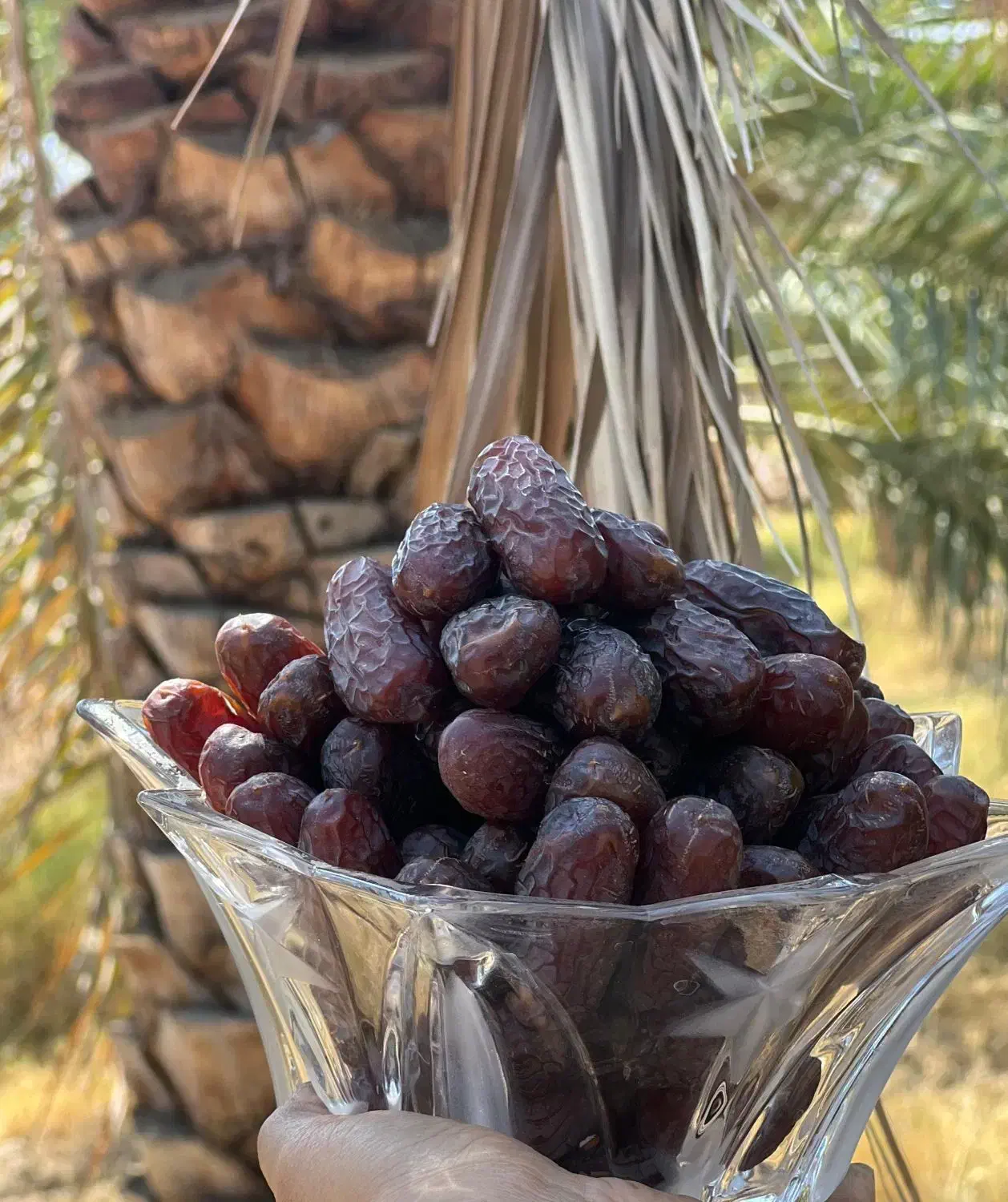 فروش خرمای پیارم|حراج|حاجی آباد, |دیوار