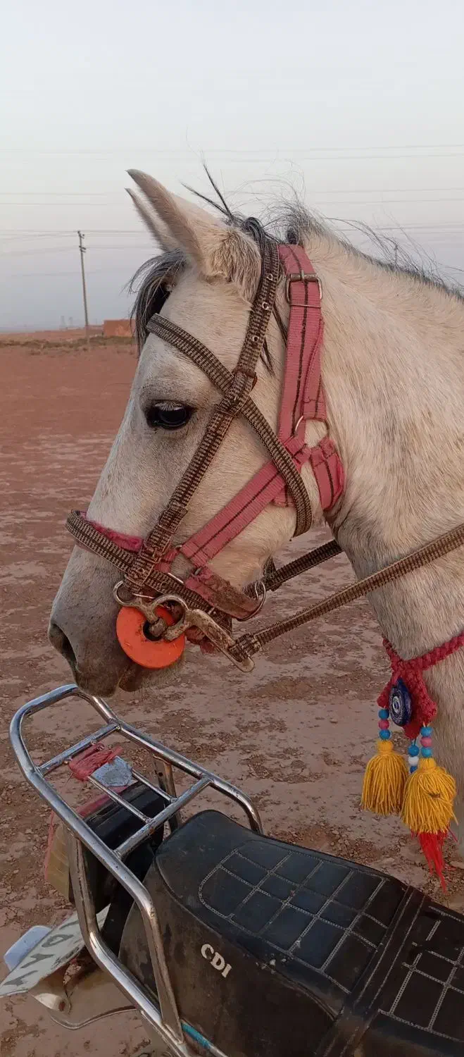 اسب مادیون چهار سال|اسب و تجهیزات اسب‌سواری|تربت جام, کشتارگاه|دیوار