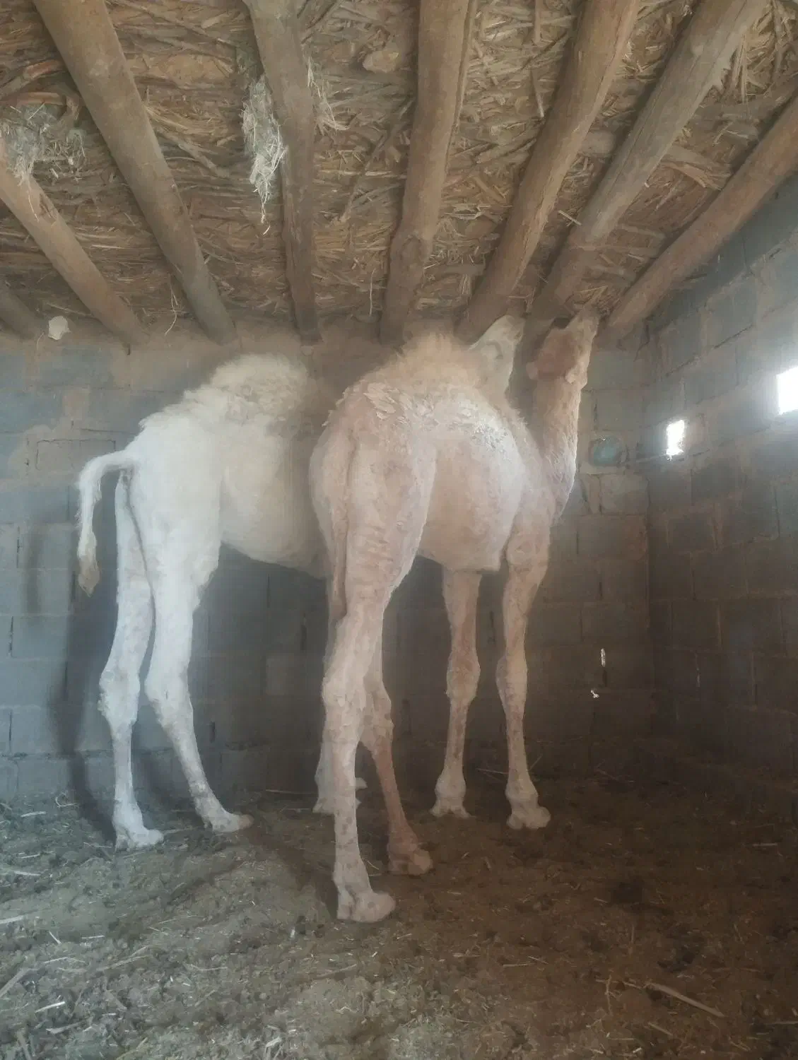 دو عدد بلبون جنس عرب|حیوانات مزرعه|چاهک, |دیوار